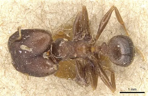 Pheidole asperata specimen