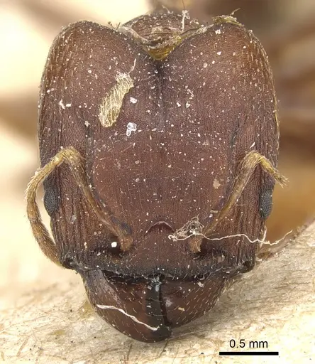 Pheidole asperata specimen