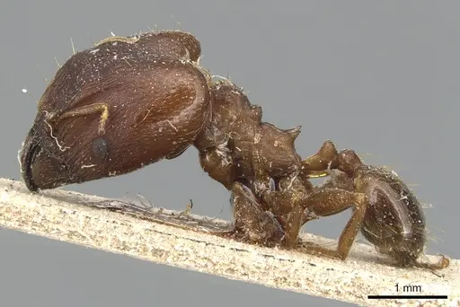 Pheidole asperata specimen