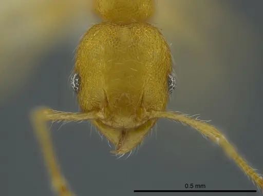 Pheidole asperithorax specimen