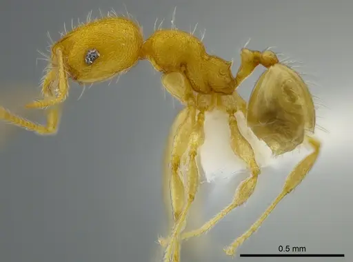 Pheidole asperithorax specimen