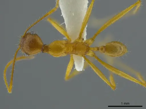 Pheidole astur specimen
