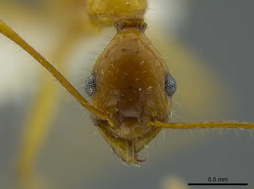 Pheidole astur specimen