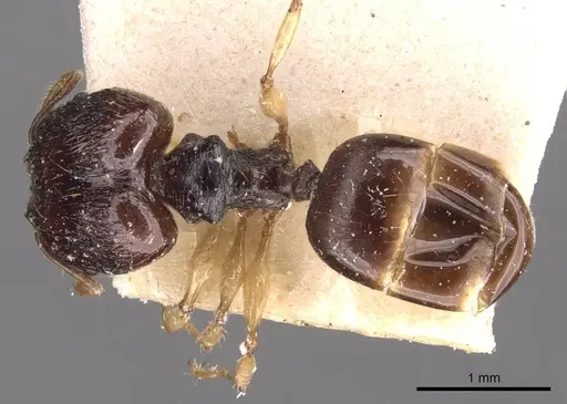 Pheidole athertonensis specimen