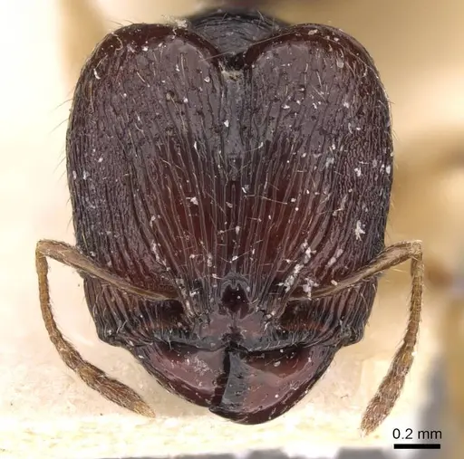 Pheidole athertonensis specimen