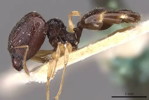 Pheidole athertonensis specimen