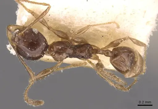 Pheidole athertonensis - CASENT0908024