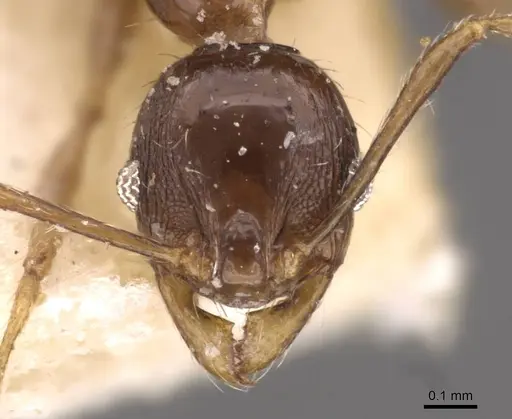 Pheidole athertonensis - CASENT0908024
