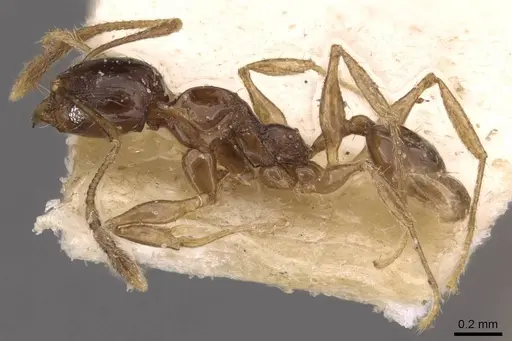 Pheidole athertonensis - CASENT0908024