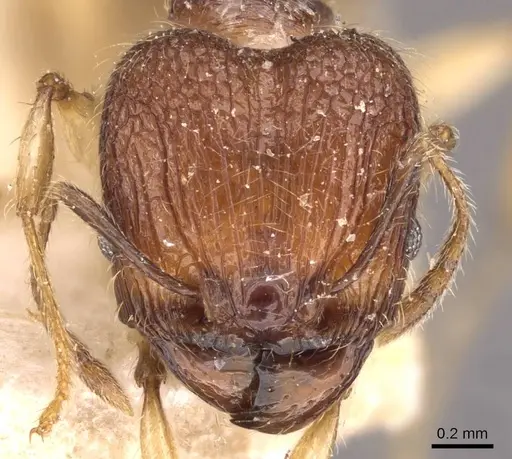 Pheidole athertonensis - CASENT0908025