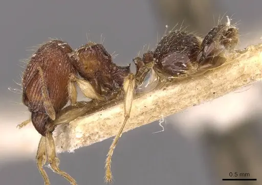 Pheidole athertonensis - CASENT0908025