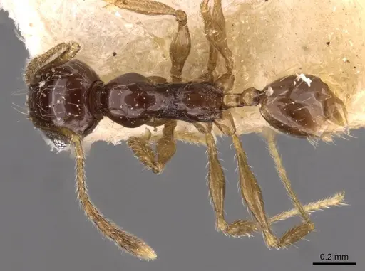Pheidole athertonensis - CASENT0908026