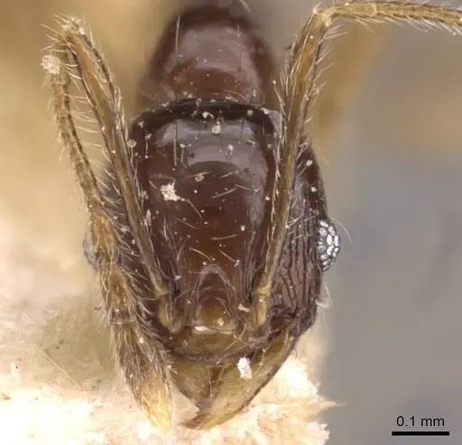Pheidole athertonensis - CASENT0908026