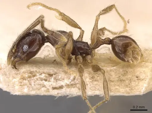 Pheidole athertonensis - CASENT0908026