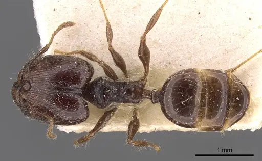 Pheidole athertonensis - CASENT0908027