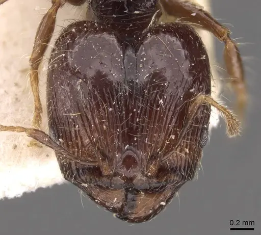 Pheidole athertonensis - CASENT0908027