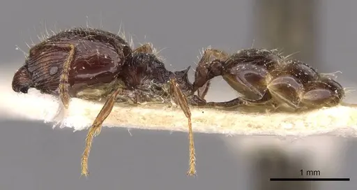 Pheidole athertonensis - CASENT0908027