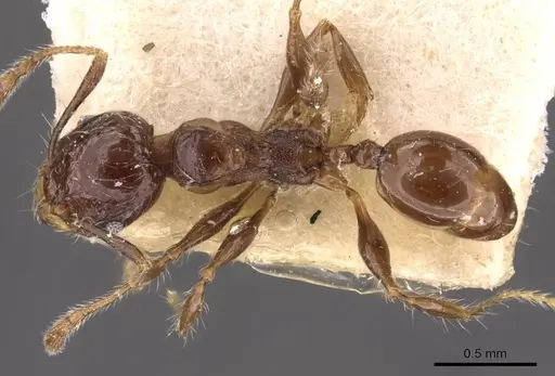 Pheidole athertonensis - CASENT0908028