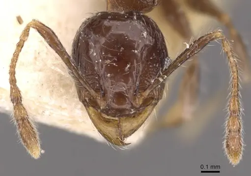 Pheidole athertonensis - CASENT0908028