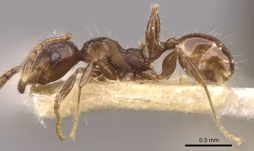 Pheidole athertonensis - CASENT0908028