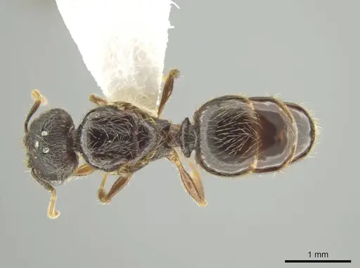 Pheidole atitlana specimen