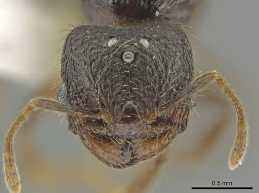 Pheidole atitlana specimen