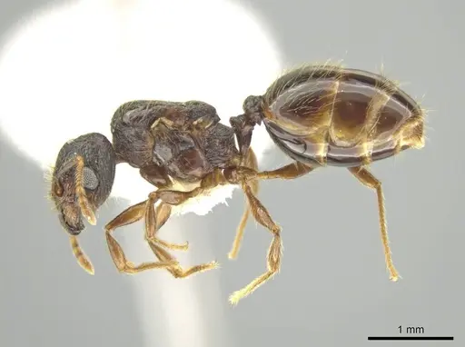 Pheidole atitlana specimen