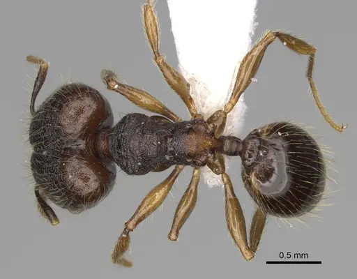 Pheidole atitlana - CASENT0612614