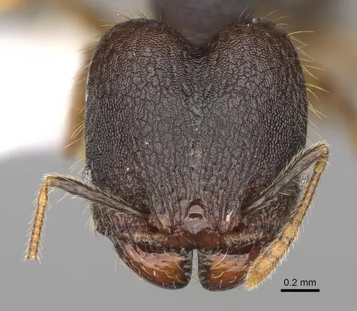 Pheidole atitlana - CASENT0612614
