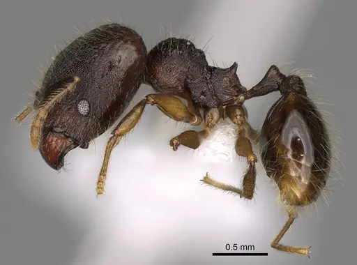 Pheidole atitlana - CASENT0612614