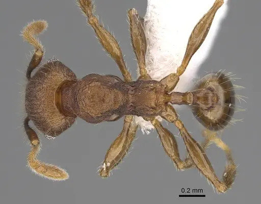 Pheidole atitlana - CASENT0612615
