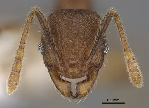 Pheidole atitlana - CASENT0612615