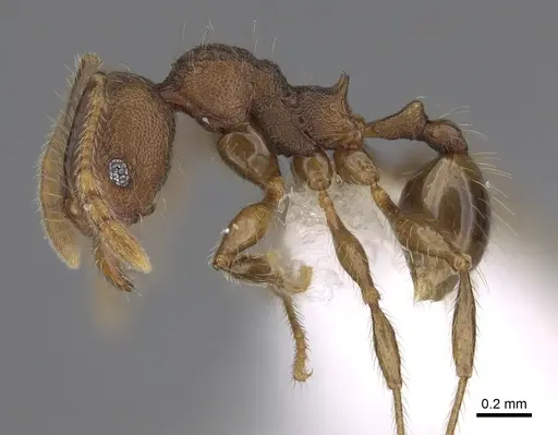 Pheidole atitlana - CASENT0612615