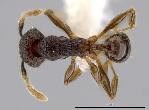 Pheidole atitlana - CASENT0612670