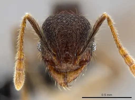 Pheidole atitlana - CASENT0612670