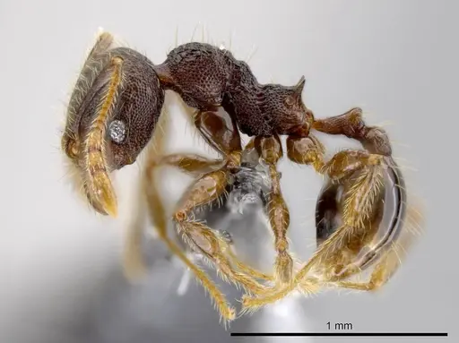 Pheidole atitlana - CASENT0612670