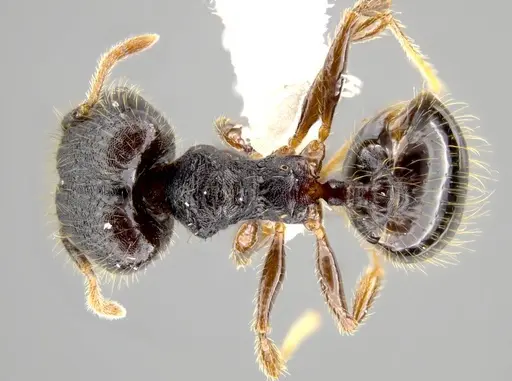 Pheidole atitlana - CASENT0612671