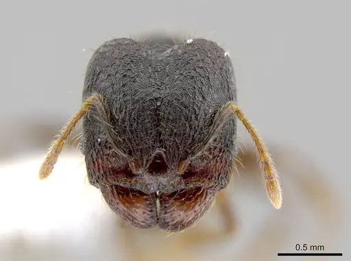 Pheidole atitlana - CASENT0612671
