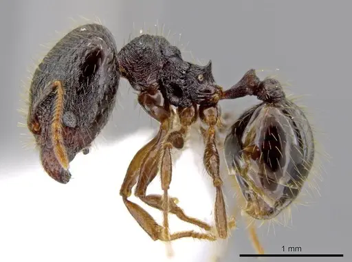Pheidole atitlana - CASENT0612671