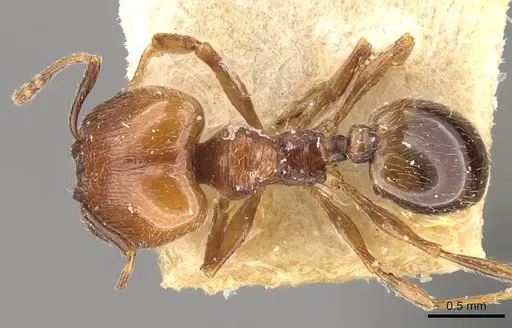 Pheidole atticola specimen