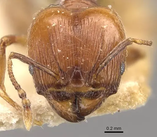 Pheidole atticola specimen
