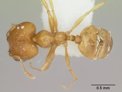 Pheidole aurea specimen
