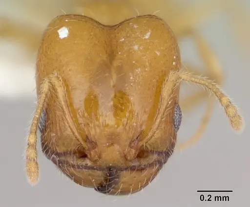 Pheidole aurea specimen