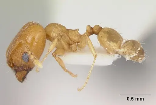 Pheidole aurea specimen