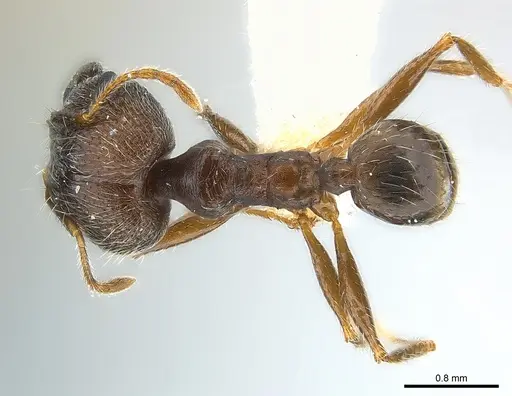 Pheidole aurivillii specimen