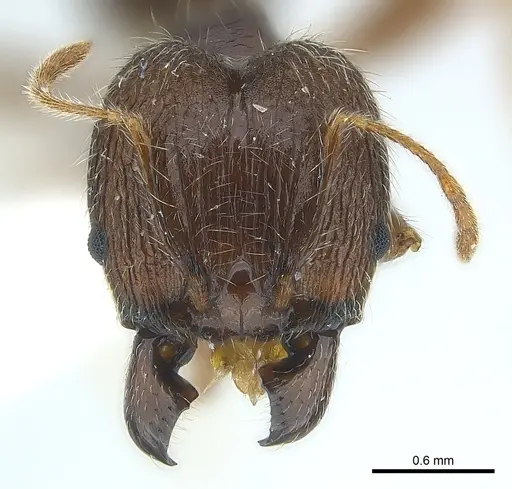 Pheidole aurivillii specimen