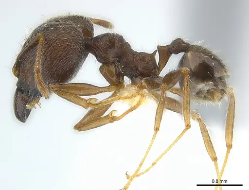 Pheidole aurivillii specimen