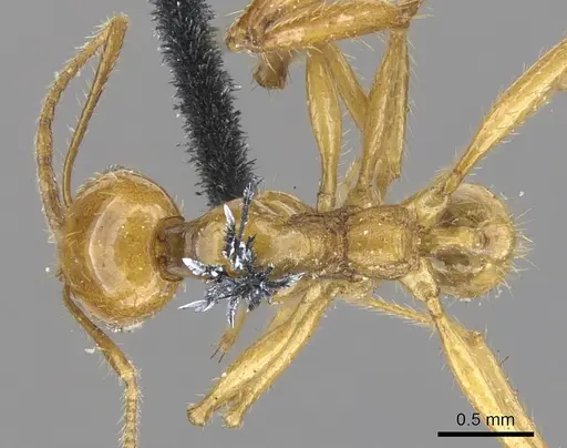Pheidole auropilosa specimen