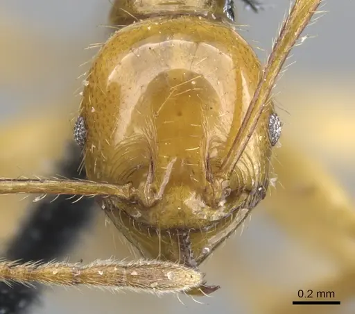 Pheidole auropilosa specimen