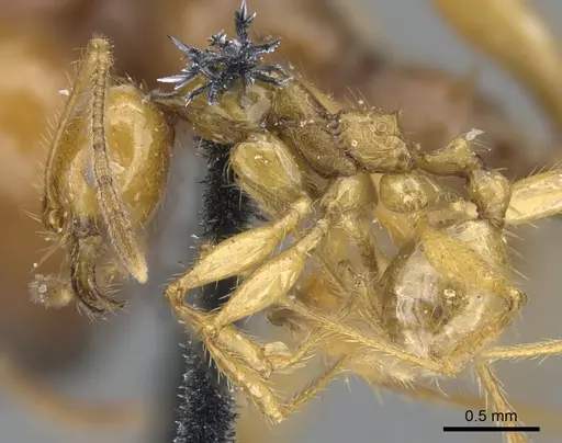 Pheidole auropilosa specimen